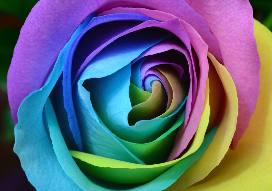 Individual Rainbow Roses